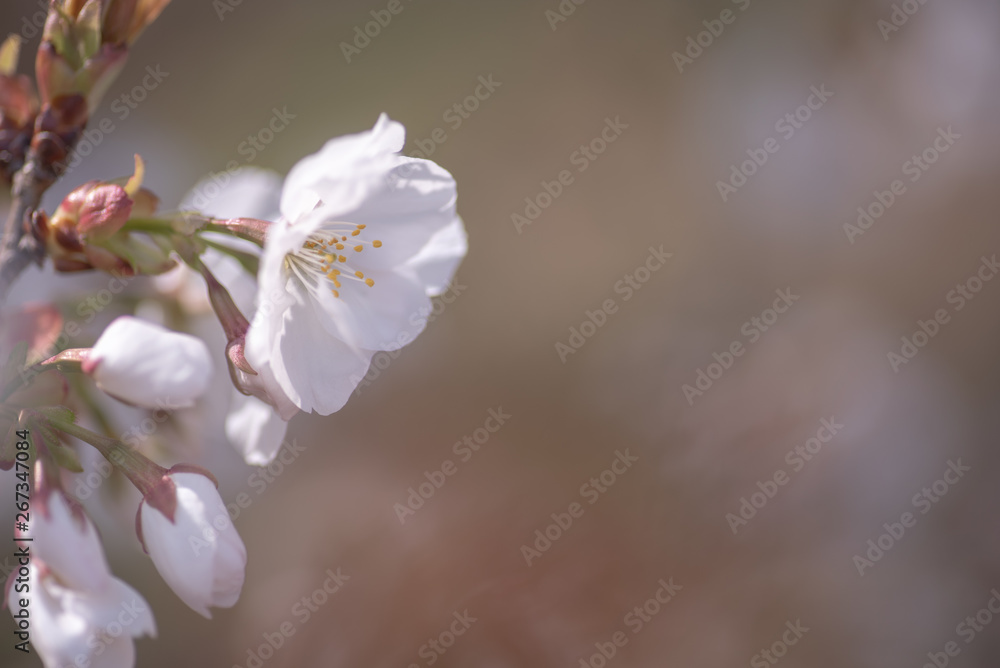 京都　仁和寺　御室桜