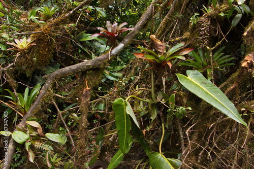 Epiphyte plants in Bosque Nuboso NP near Santa Elena in Costa Rica