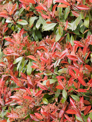 Photinia × fraseri 'Red Robin' - Photinia arbuste décoratif aux couleurs contrastées entre feuilles vertes et rouges  photo