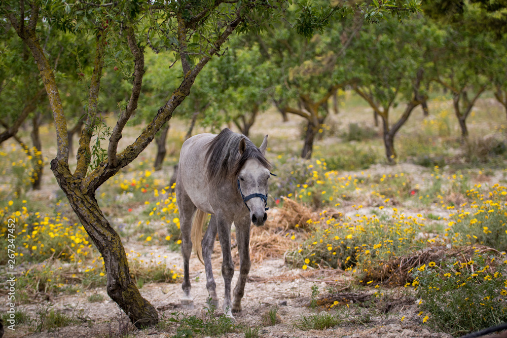 Fototapeta premium White horse grazing in Sicily