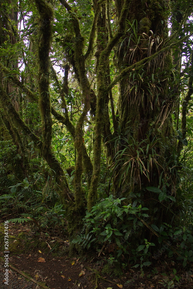 Trees in Bosque Nuboso NP near Santa Elena in Costa Rica Trees in Bosque Nuboso NP near Santa Elena in Costa Rica