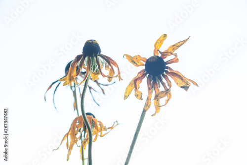 Withered echinacea flowers