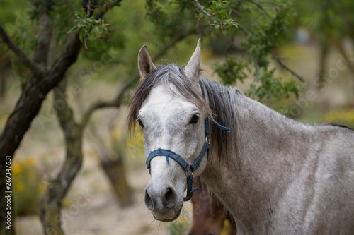 White horse grazing in Sicily 