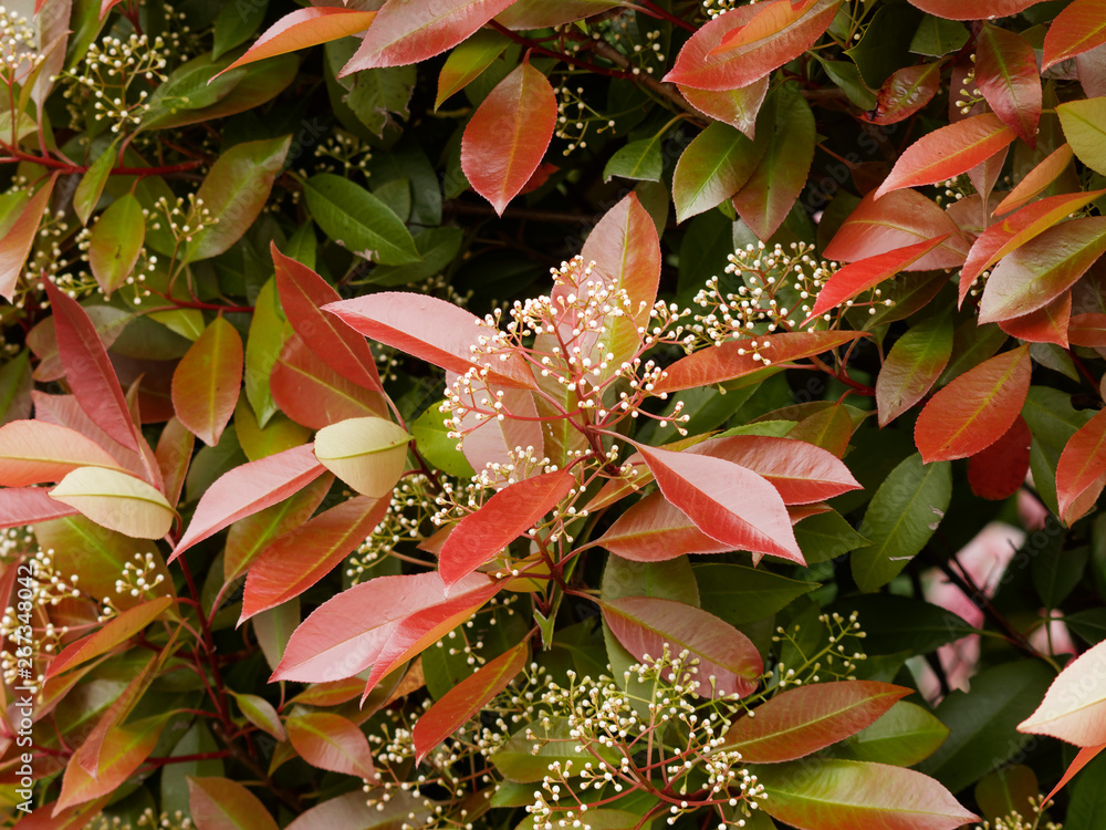 Photinia × fraseri - Photonia ou photinies 'Red Robin'. Inflorescence  printanière Stock Photo | Adobe Stock