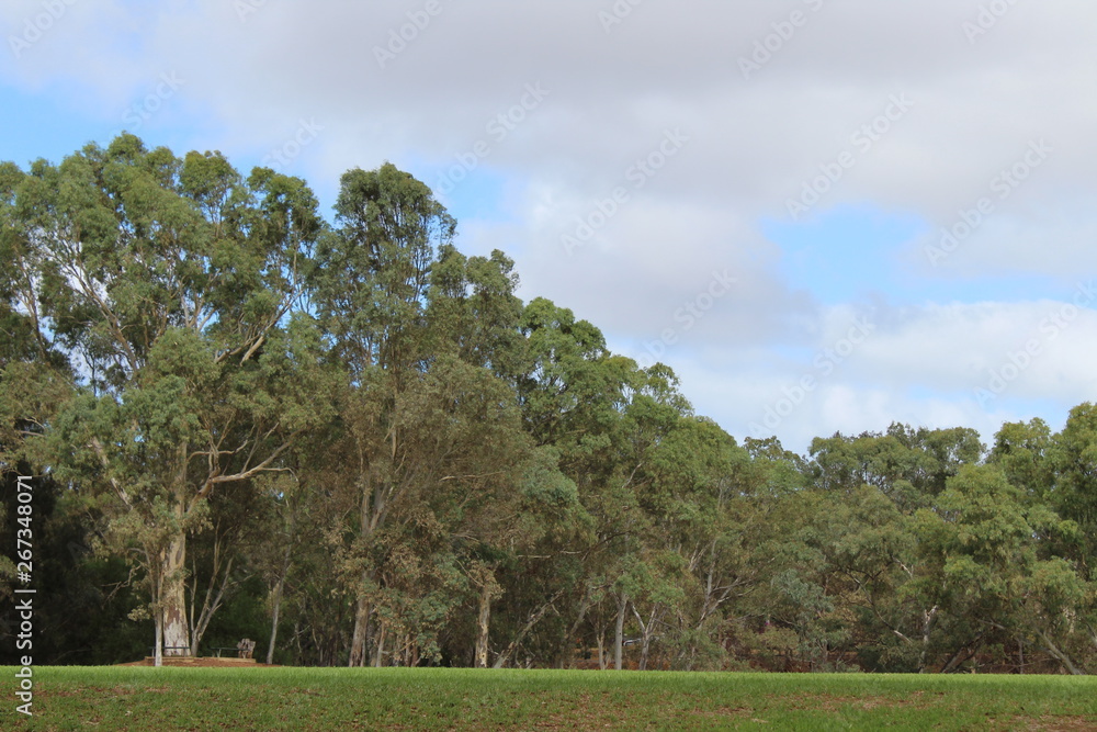 park near torrens river, adelaide, australia park near torrens river, adelaide, australia