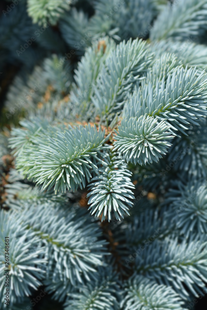 Dwarf Colorado blue spruce
