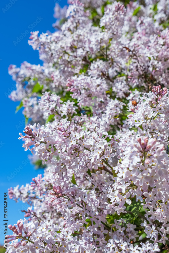 Lilac flowers blossom flowers in spring garden Lilac flowers blossom flowers in spring garden