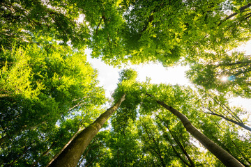 Impressive trees in the forest. Fresh green, spring time. Bottom view.