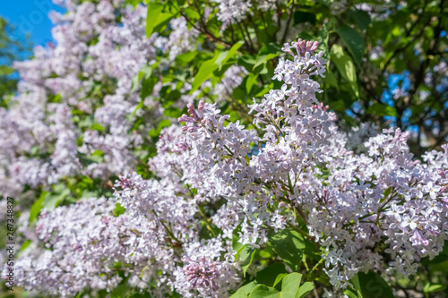Lilac flowers blossom flowers in spring garden © Mazur Travel