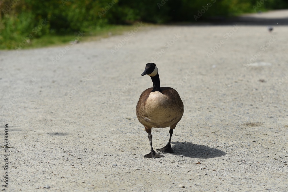 Fototapeta premium Goose walking on the street
