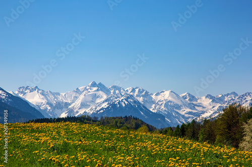 Allg  u - Wiese - Fr  hling - l  wenzahn - Alpen - Berge