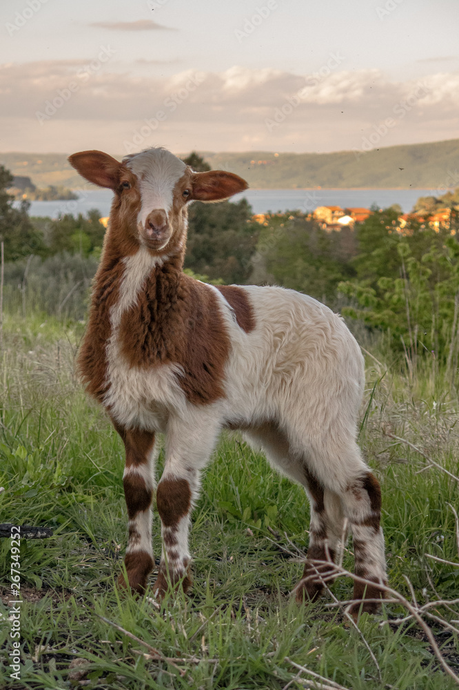 Agnello Agnello