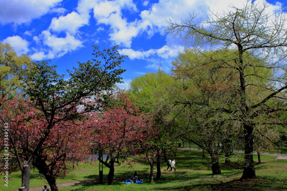 札幌中島公園の桜の風景 札幌中島公園の桜の風景