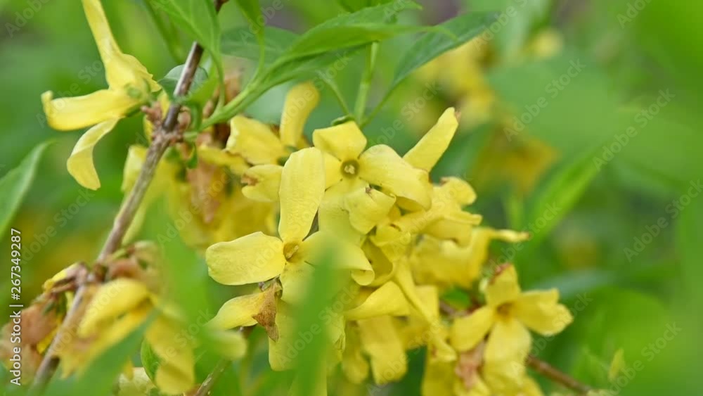 Close up yellow flowers of Forsythia Easter tree Close up yellow flowers of Forsythia Easter tree