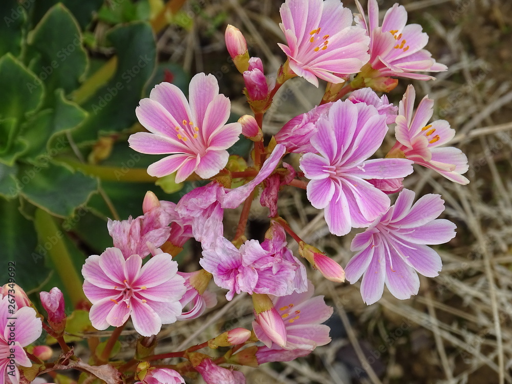 Naklejka premium succulentes