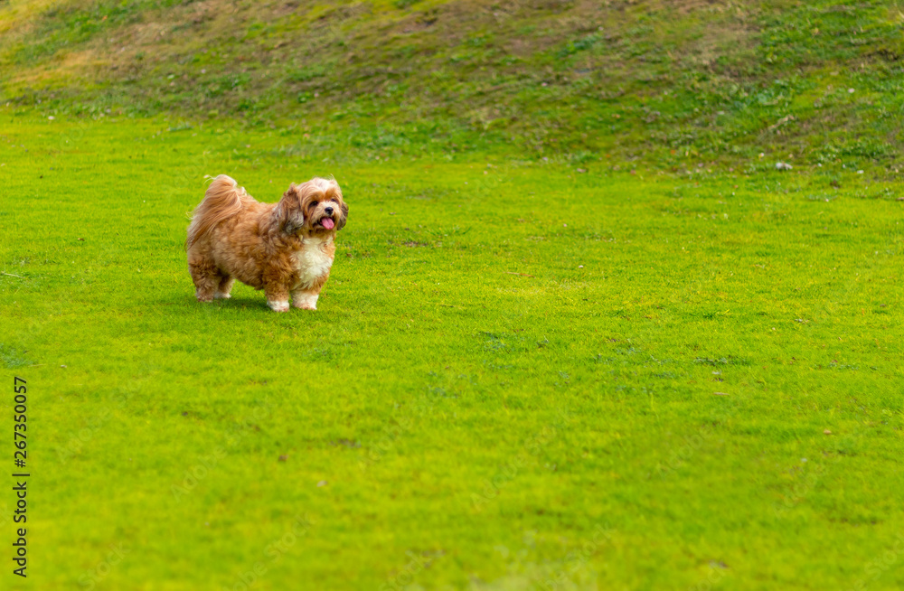 Shih Tzu dog is running happily in the garden. Shih Tzu dog. Shih Tzu dog is running happily in the garden. Shih Tzu dog.