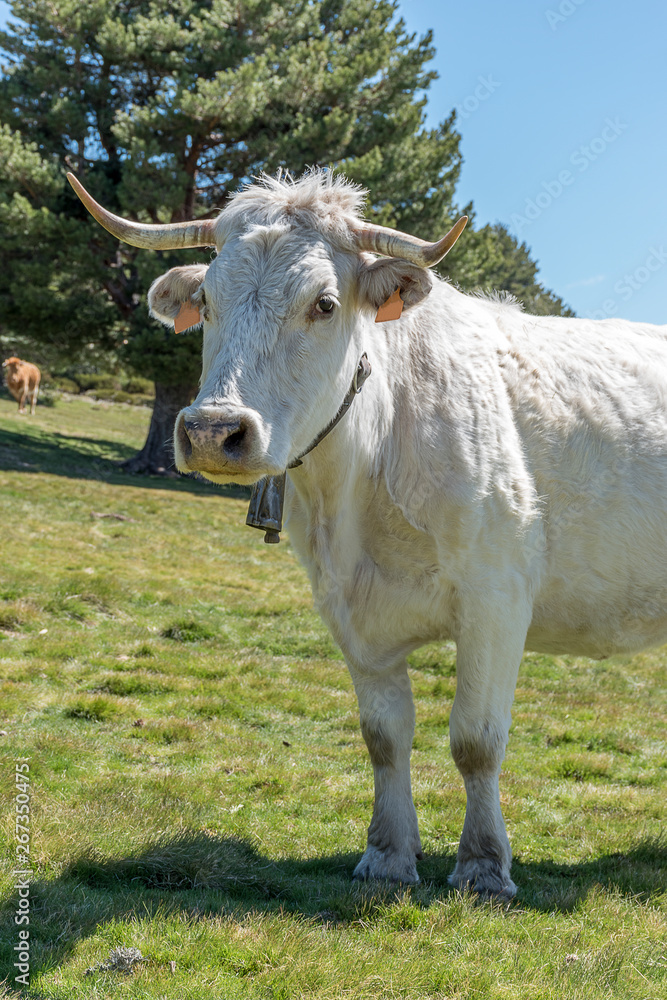 Detail of cow with head raised, white with yellowish green grass background. Natural Park of the Sierra de Guadarrama, Madrid, Spain