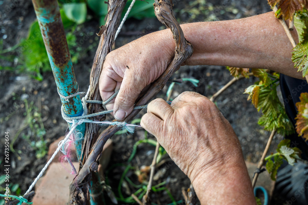 Wrinkled male hands tie a vine to a metal pole