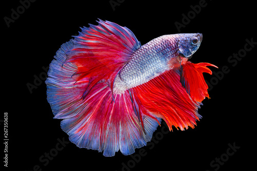 The moving moment beautiful of red purple siamese betta fish or fancy splendens fighting fish in thailand on black background. Thailand called Pla-kad or half moon fish.