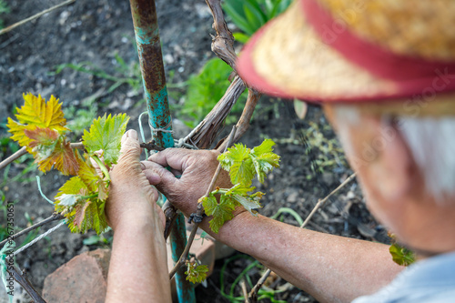 Gray-haired man takes care of the vineyard in his garden photo