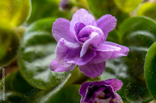 Home grown flower. In the flowering period.Home violet (Saintpaulia),Simple violets.Russia.2019