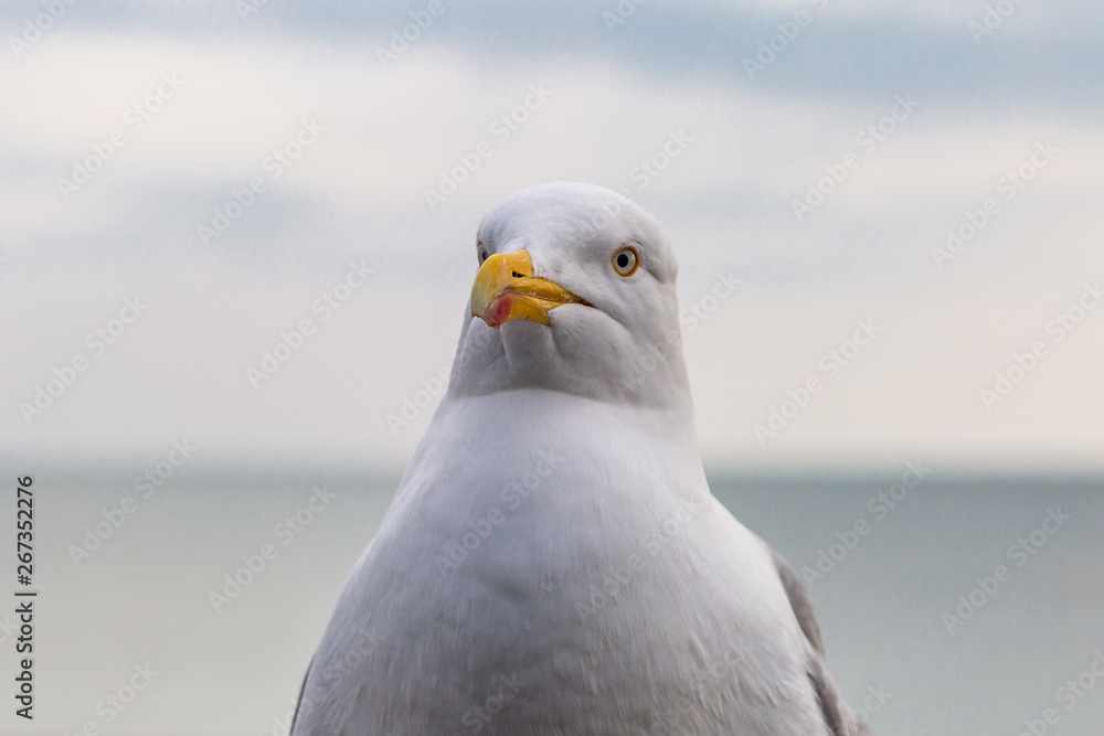 A close up of a seagull, with the sea behind A close up of a seagull, with the sea behind