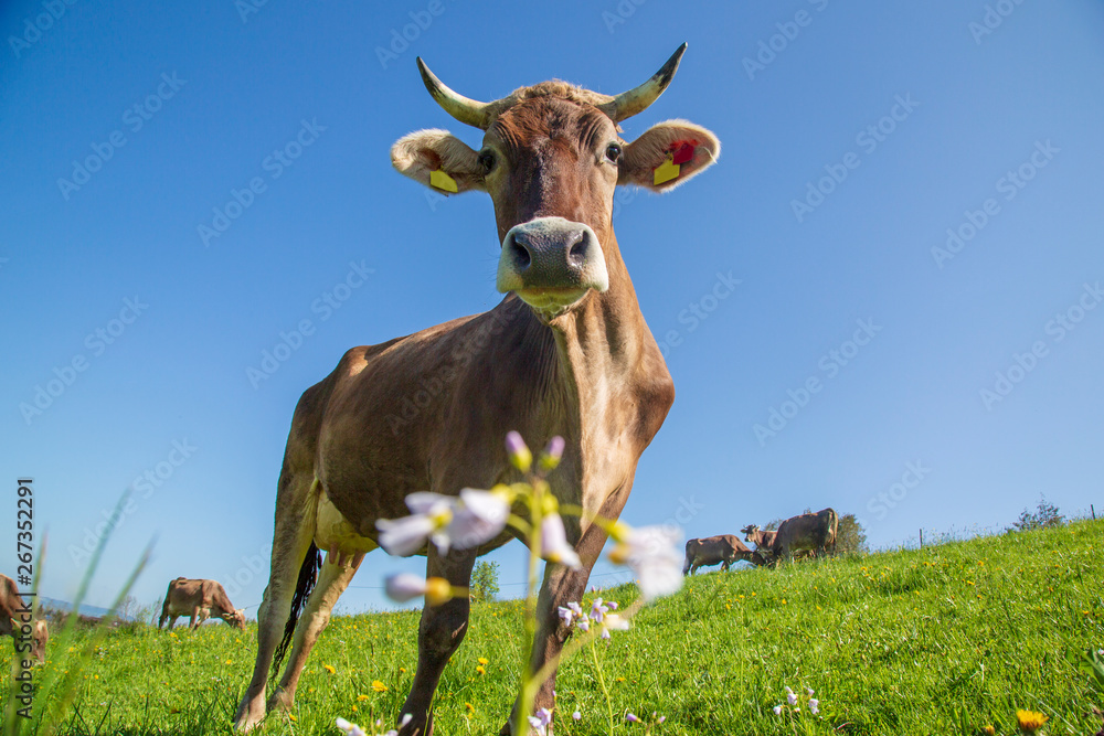 Kuh - Allgäu - Braunvieh - Frühling - Hörner - Blumen Kuh - Allgäu - Braunvieh - Frühling - Hörner - Blumen