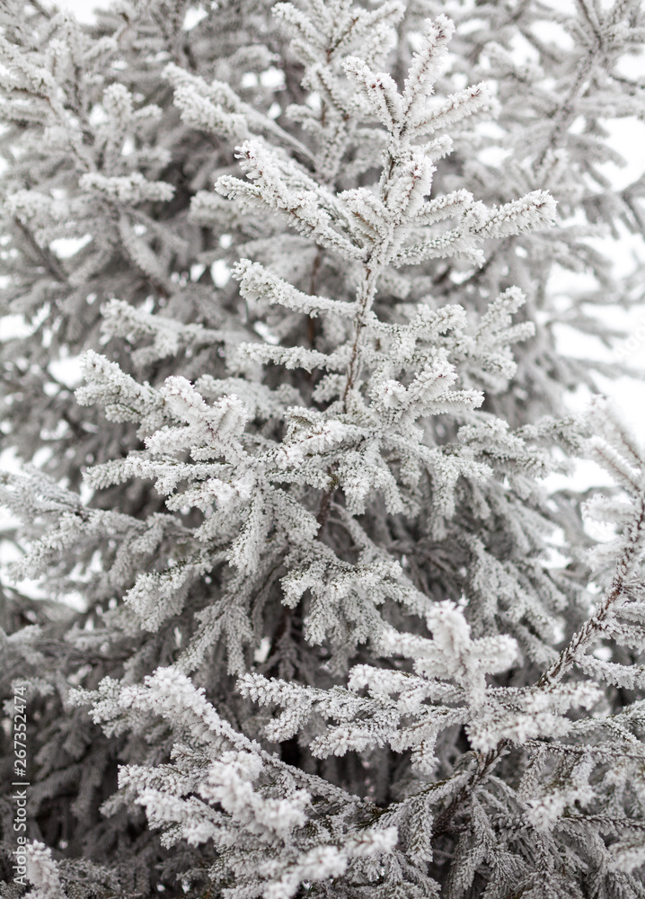 Coniferous trees covered with hoarfrost