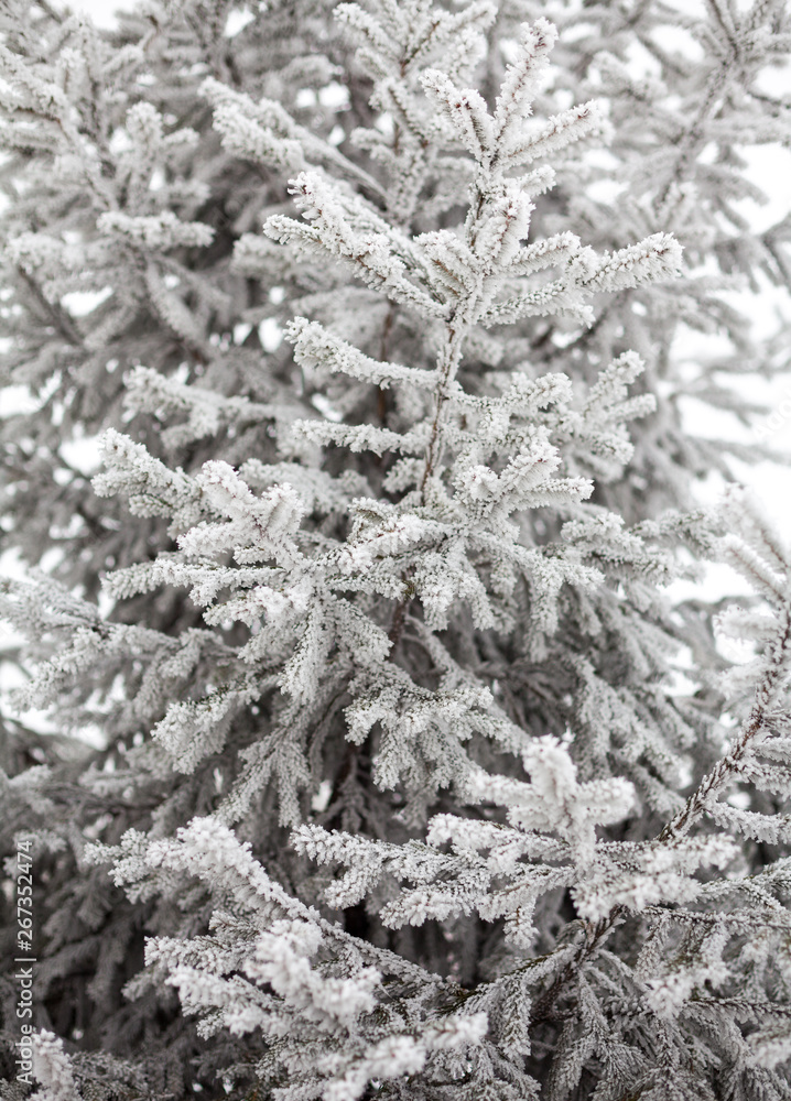 Coniferous trees covered with hoarfrost Coniferous trees covered with hoarfrost