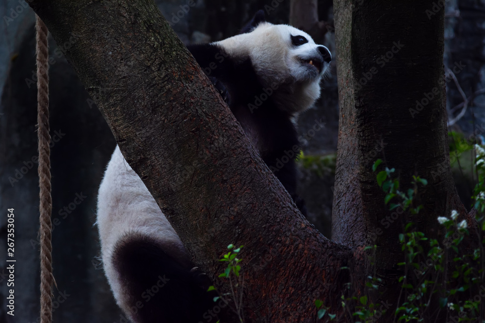 Obraz premium panda animal Chengdu in China (Ailuropoda melanoleuca)