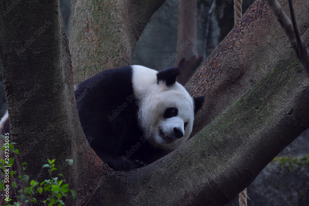 Fototapeta premium panda animal Chengdu in China (Ailuropoda melanoleuca)