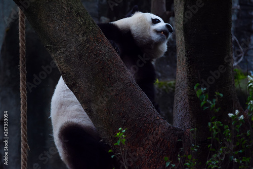Fototapeta Naklejka Na Ścianę i Meble -  panda animal Chengdu in China (Ailuropoda melanoleuca)