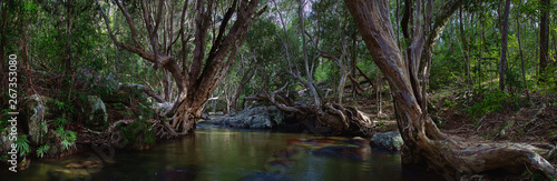 Fotografie A wonderful tropical creek runs between mysterious curved trees and boulders