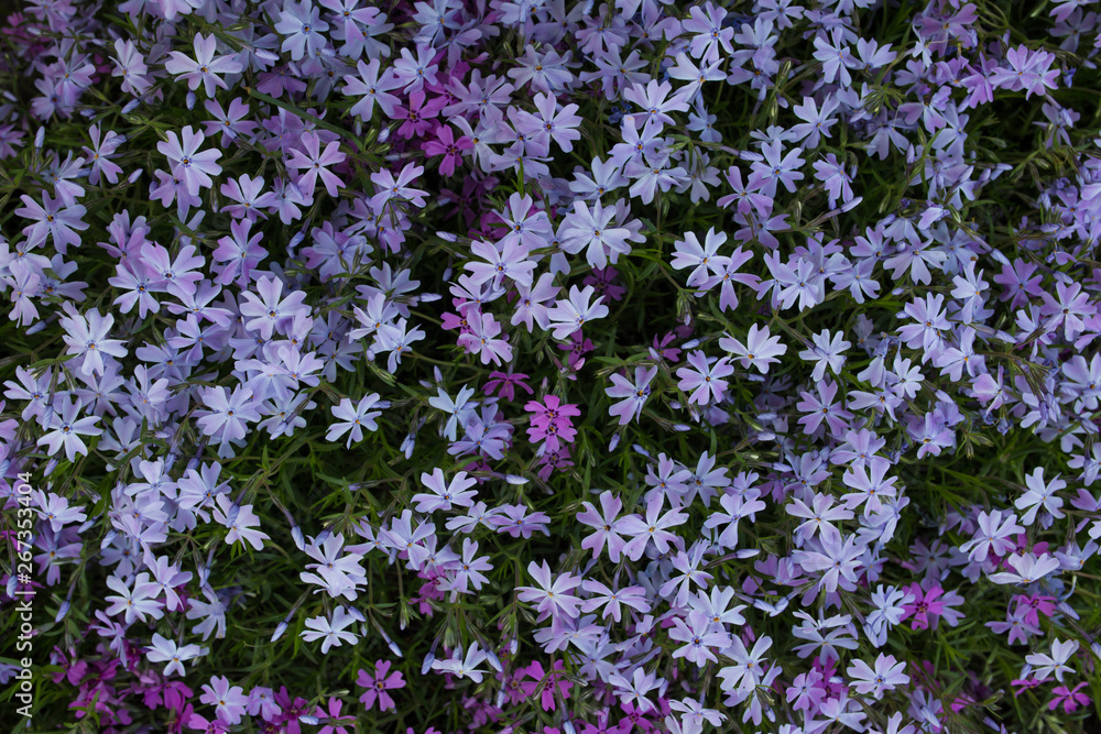 Obraz premium Purple spring flowers texture background. Close-up