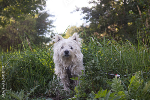 Westie in grass2 photo