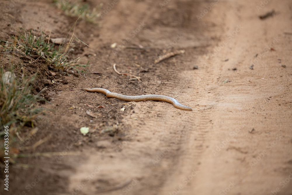 Schlegel's beaked blind snake Schlegel's beaked blind snake