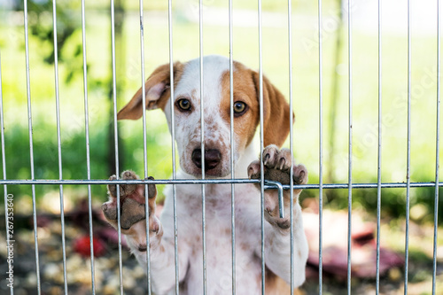 homeless dog puppy behind dog shelter bars