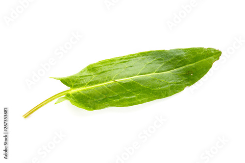 Sorrel. Rumex Acetosa. Sorrel leaf isolated on white background.