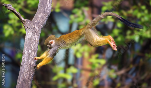 Common squirrel monkey jumping from one tree to another