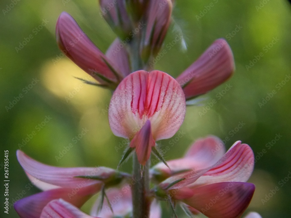 Fototapeta premium pink spring flower in the grass