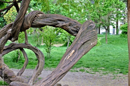 A part of a coiled tree trunk in the park.