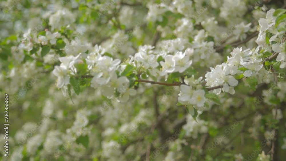 A blooming branch of apple tree in spring with light wind. Blossoming apple with beautiful white flowers. Branch of apple tree in bloom in the spring in sunshine garden A blooming branch of apple tree in spring with light wind. Blossoming apple with beautiful white flowers. Branch of apple tree in bloom in the spring in sunshine garden