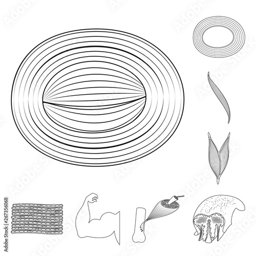 Isolated object of fiber and muscular icon. Collection of fiber and body stock vector illustration.