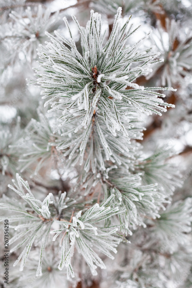 Coniferous branches covered with hoarfrost Coniferous branches covered with hoarfrost