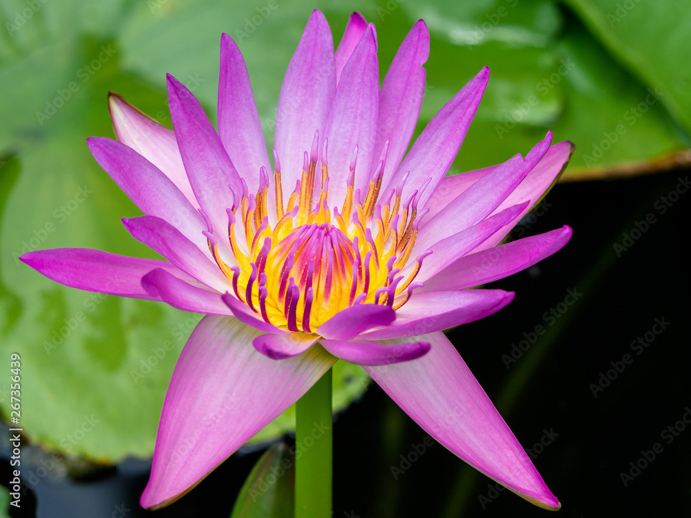 Pink color lotus flower yellow carpel Pink color lotus flower yellow carpel