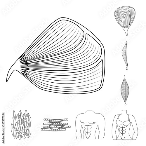 Vector illustration of fiber and muscular sign. Collection of fiber and body stock symbol for web.