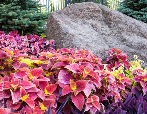 Coleus and tradescantia near the stone photo