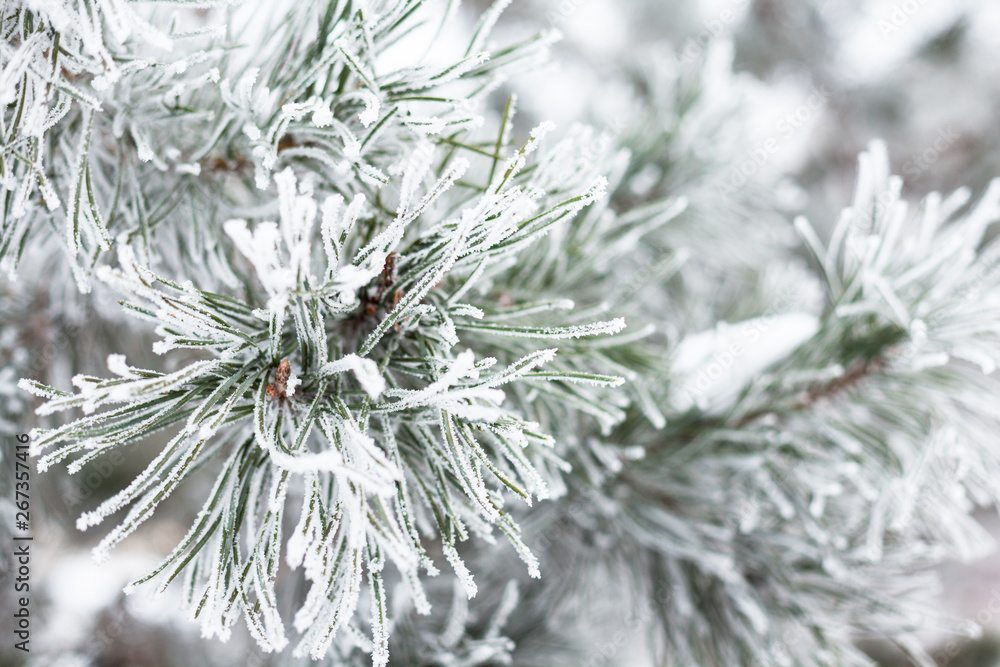Coniferous branches covered with hoarfrost Coniferous branches covered with hoarfrost