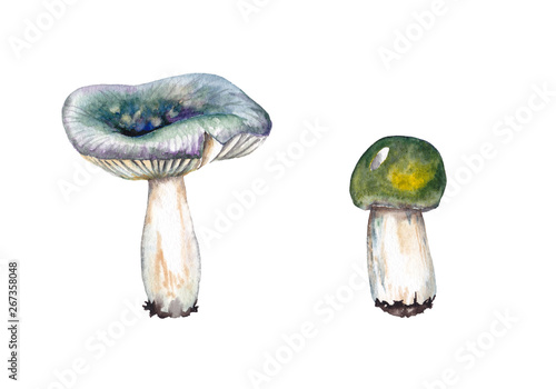 Forest mushrooms. Green russula. 