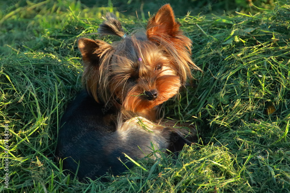 Naklejka premium yorkshire terrier on grass